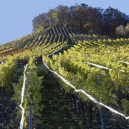 Repest 21041: 80 méteres Holografikus és Vízálló Madárriasztó Szalag