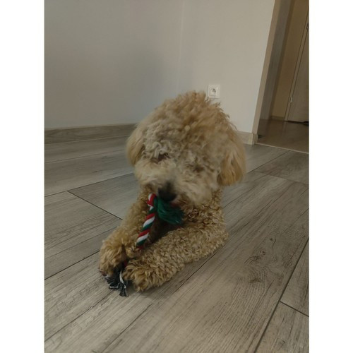 Karácsonyi ajándék kutyának - Purlov 22637 játékok