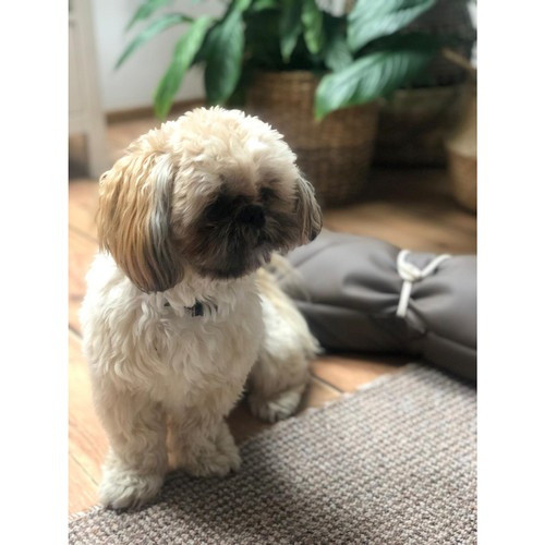 Kutyaágy Purlov 24594