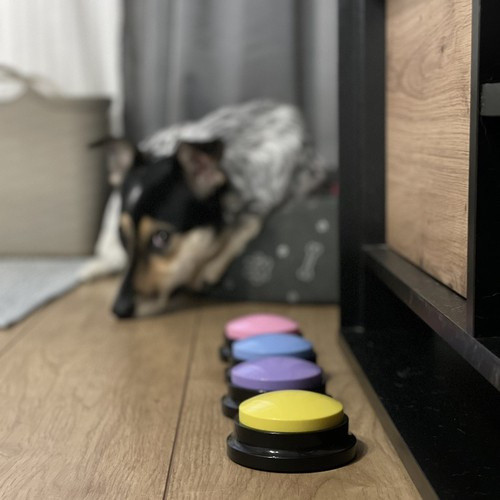 Kutyakommunikációs tréninggombok – Beszélgetés kedvenceddel otthon!