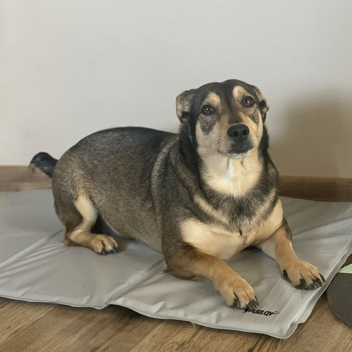 Purlov XL Hűsítő Állatfekhely 90x50cm - Zselés, Összehajtható, Szürke