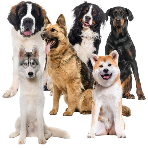 XXL Méretű, Összecsukható, Hűtőhatású Állatfekhely 110x70cm - PURLOV