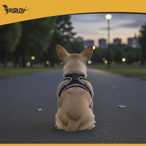 Purlov Guard XS Méretű Professzionális Kisállat Biztonsági Hám Reflektorral és Pórázzal